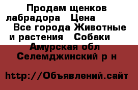 Продам щенков лабрадора › Цена ­ 20 000 - Все города Животные и растения » Собаки   . Амурская обл.,Селемджинский р-н